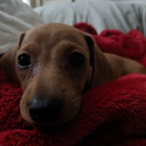 Meet your Posher, Faith